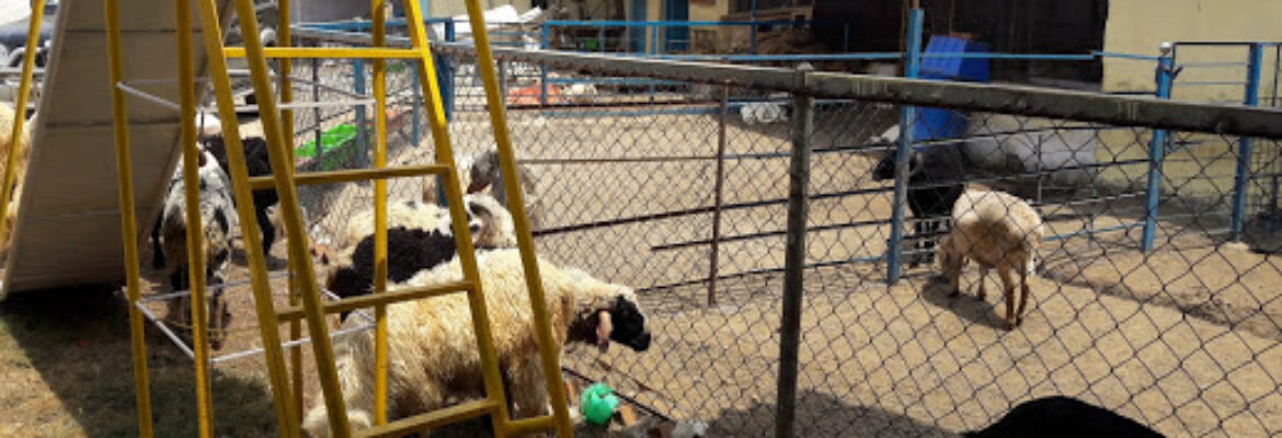 Ansari Goat Farm