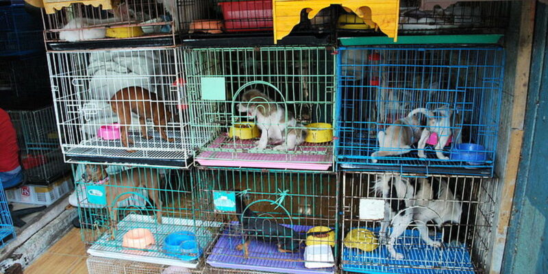 Corise Health Care Pvt.Ltd