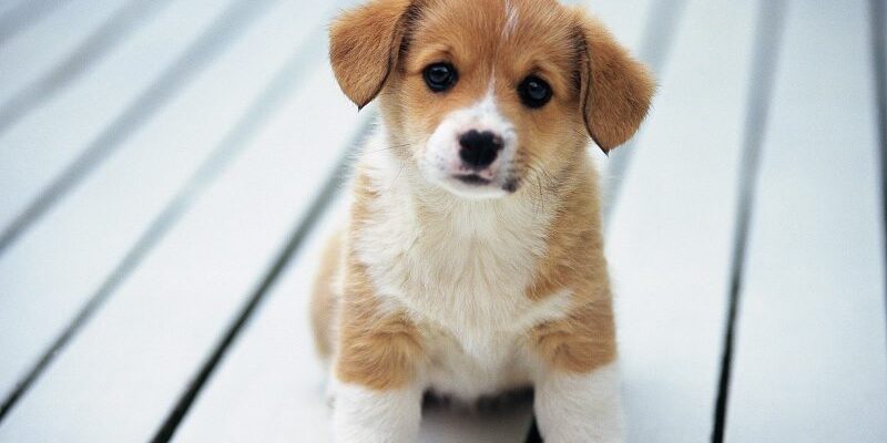 Dr Bapats My Lovely Pet Shop And Clinic Bhiwandi